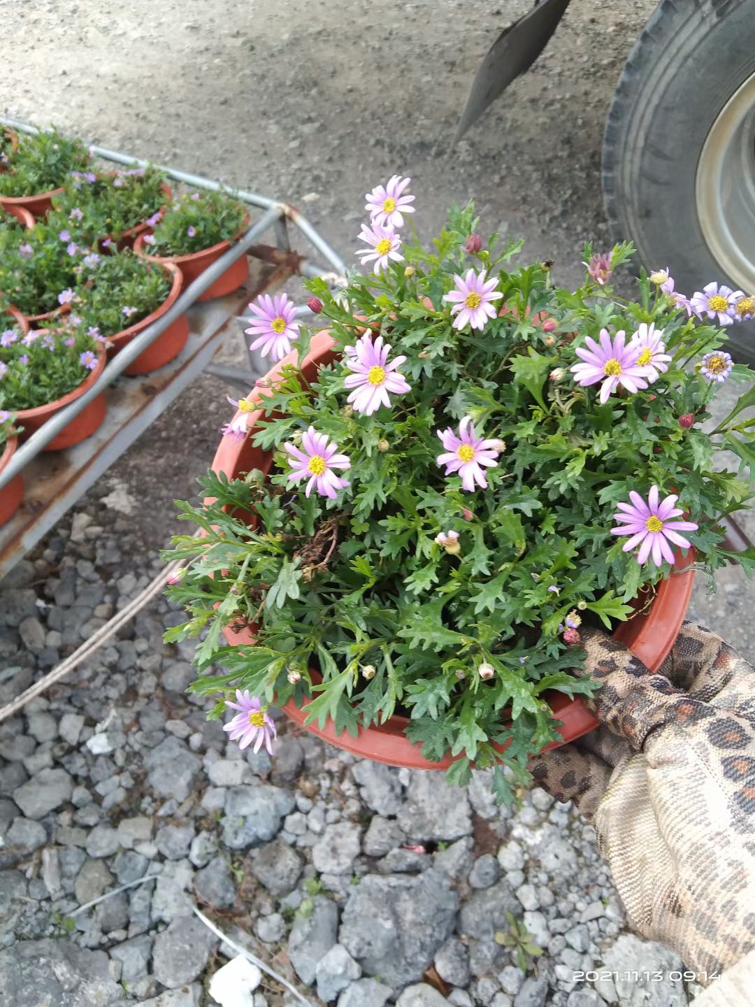 姬小菊。
