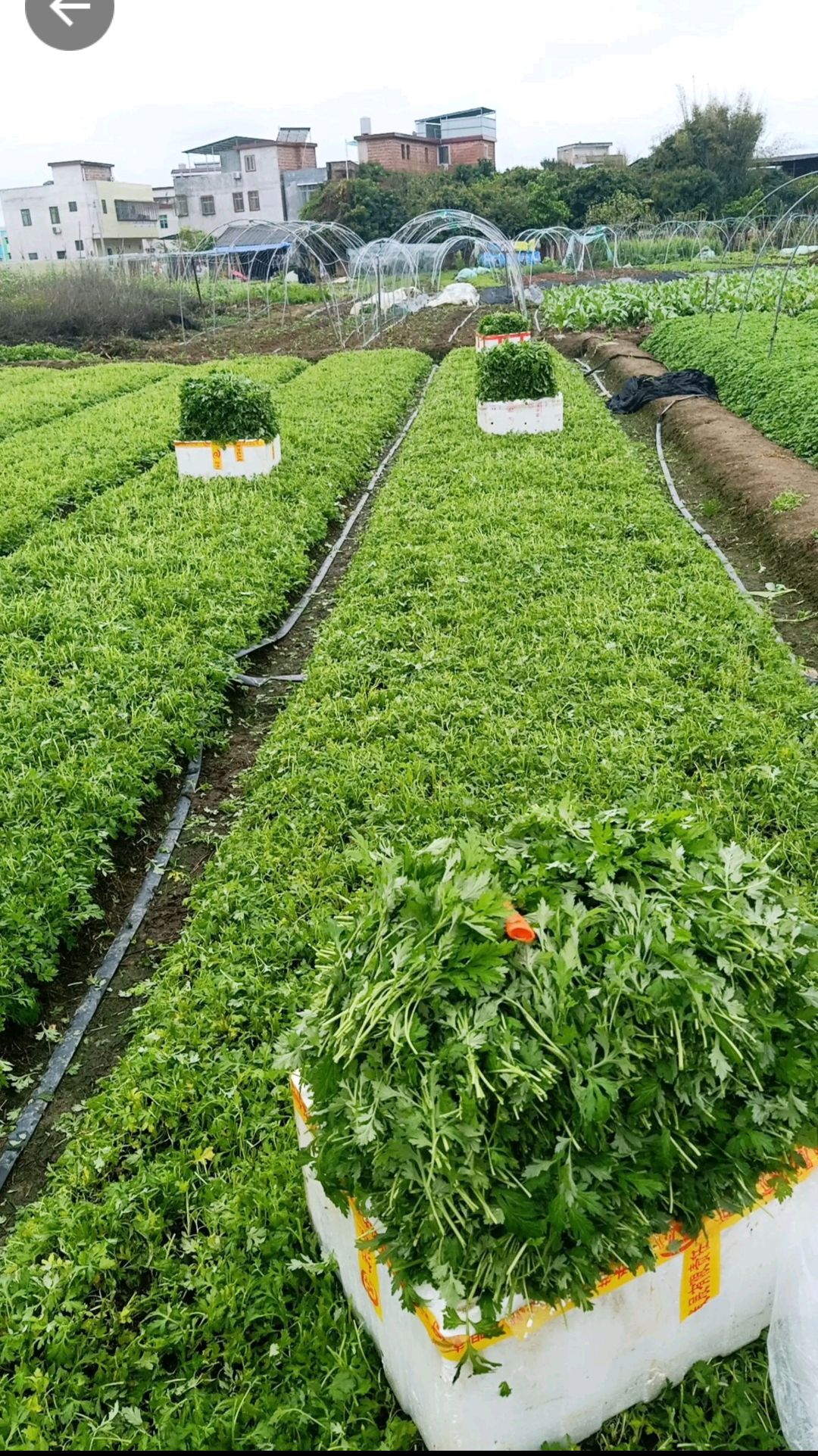 苦艾  新鲜艾草，新鲜艾叶、新鲜艾草叶！
