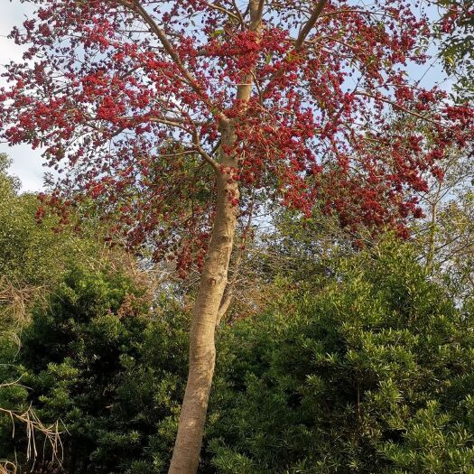 陆川县 花儿为何这样红？红果冬青红果红（拍摄于11月14日）