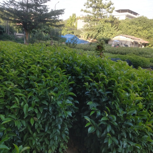 广州种植自销 铁冬青