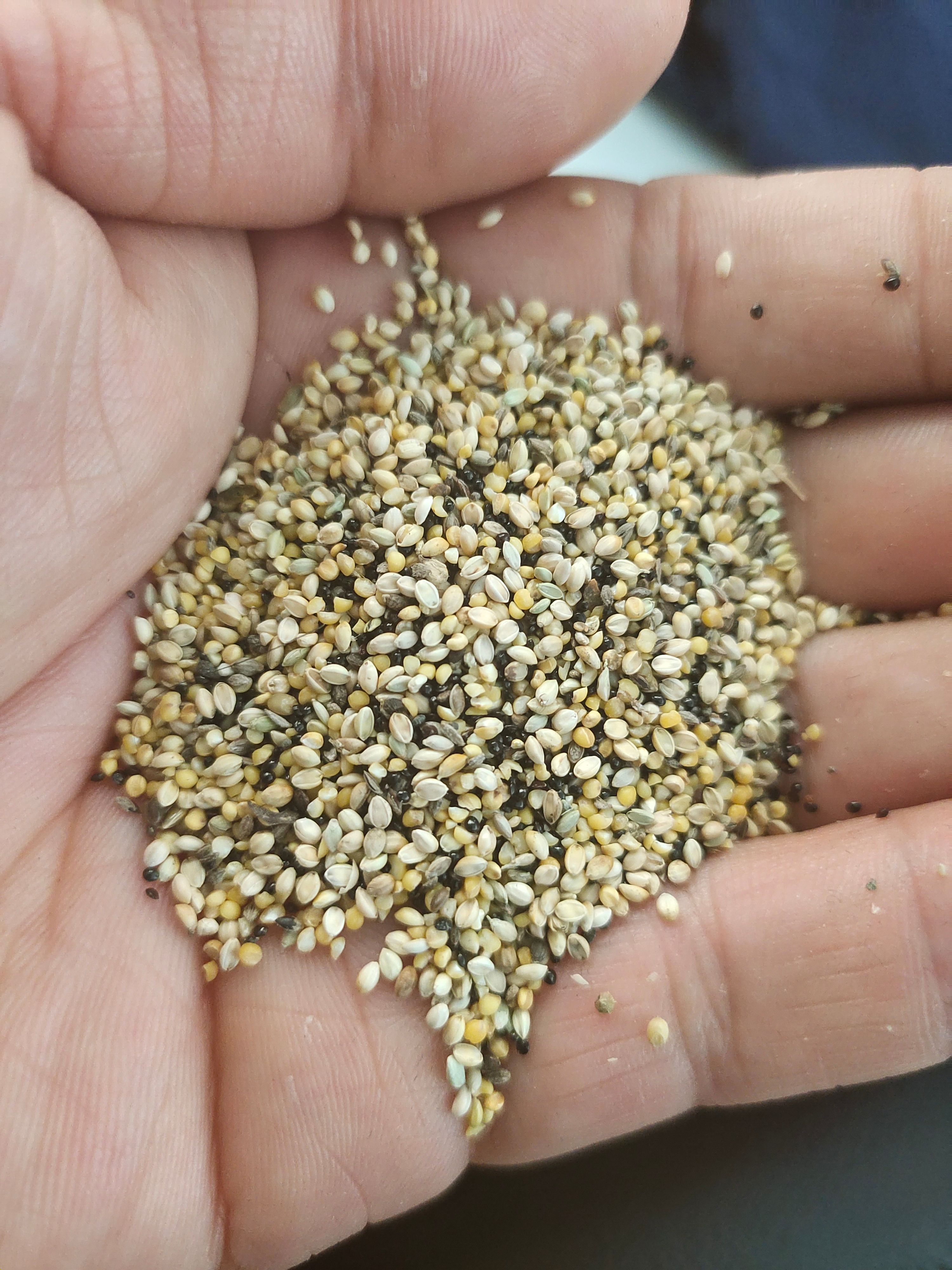 禾谷饲料  养殖用的《谷瘪子》《草籽》《饲料原料》