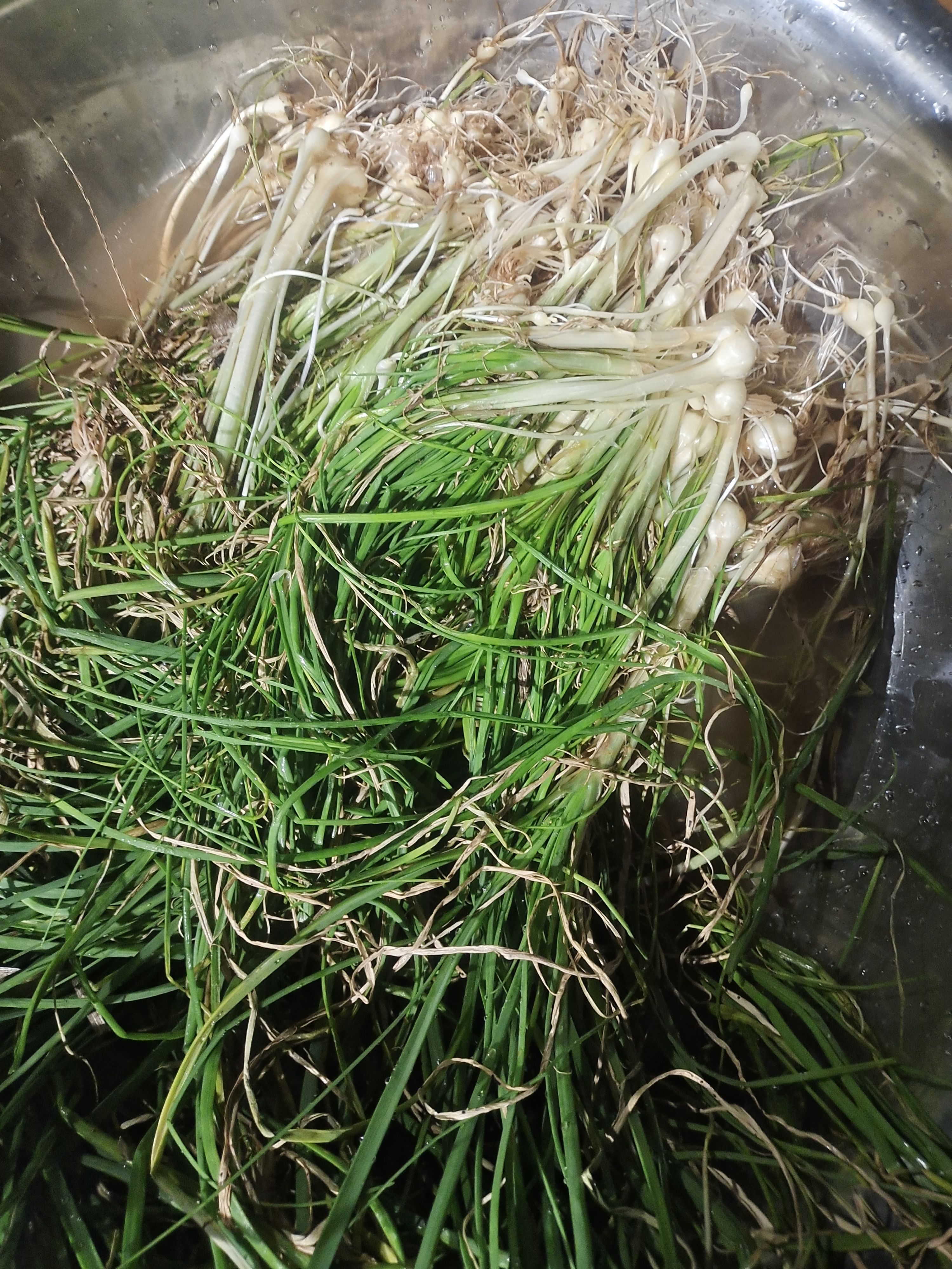 细叶藠头 野生椒头