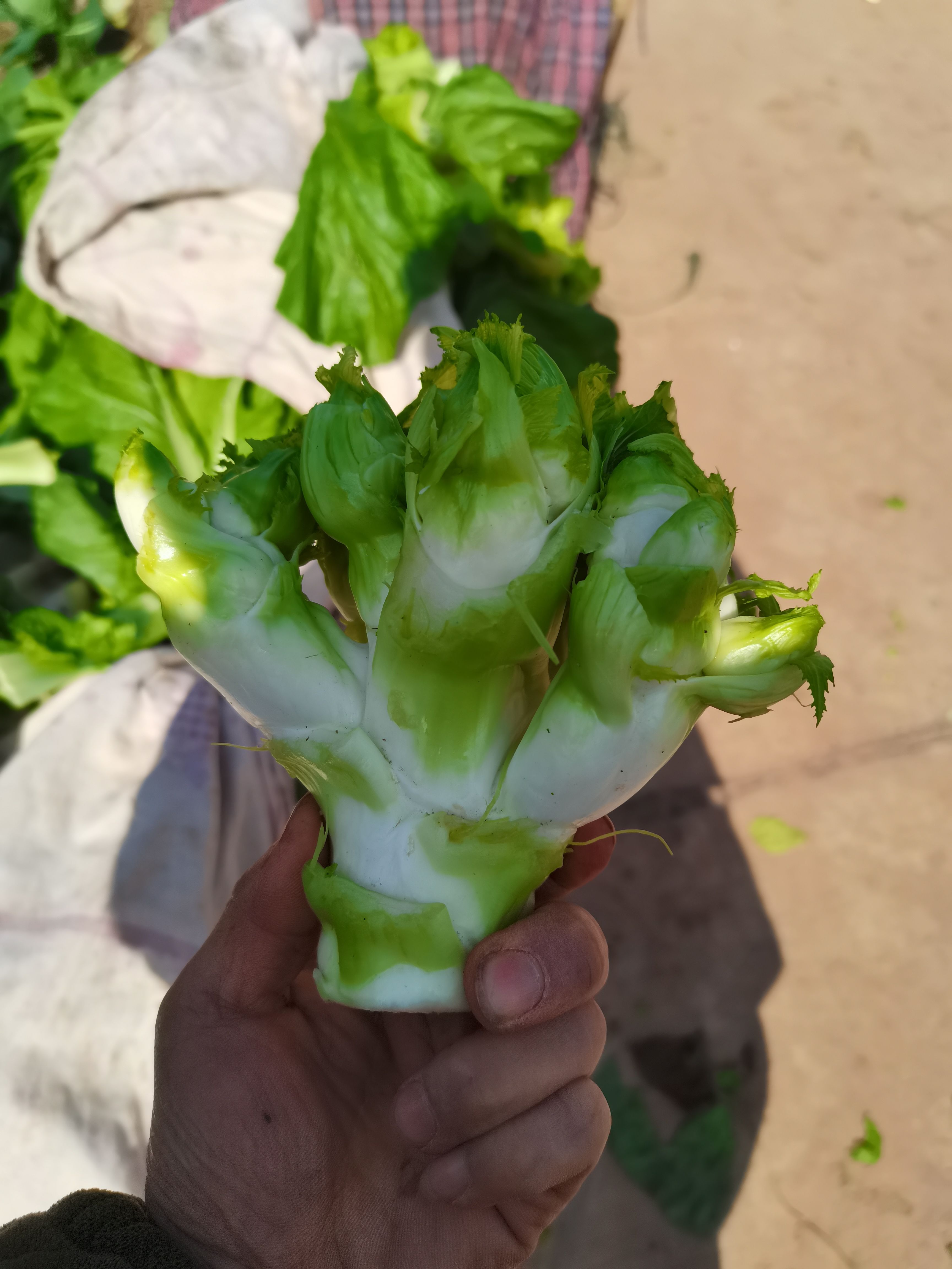 精品儿菜有货了，长期大量有货欢迎各位老板骚扰