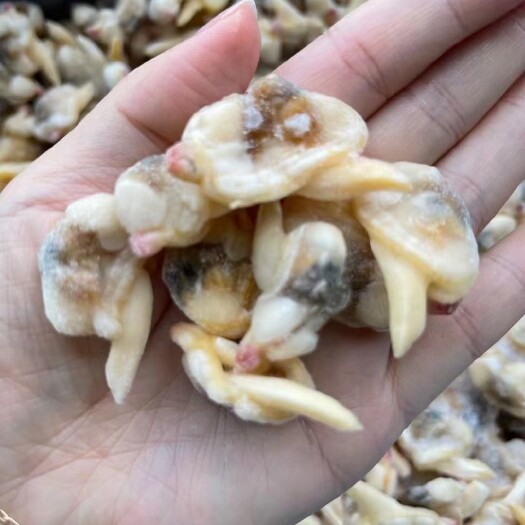 黄蚬子 新鲜水产 丹东东港直供