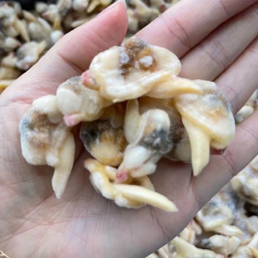 黄蚬子 新鲜水产 丹东东港直供