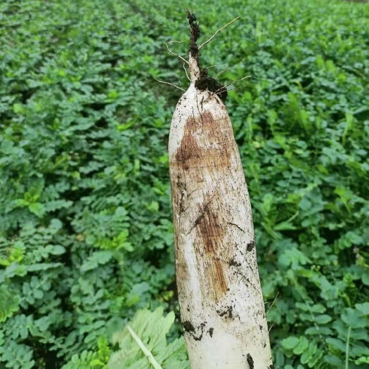 镇雄县高山白萝卜，天气凉快德天独厚的自然条件生长出来的口感好耐运输
