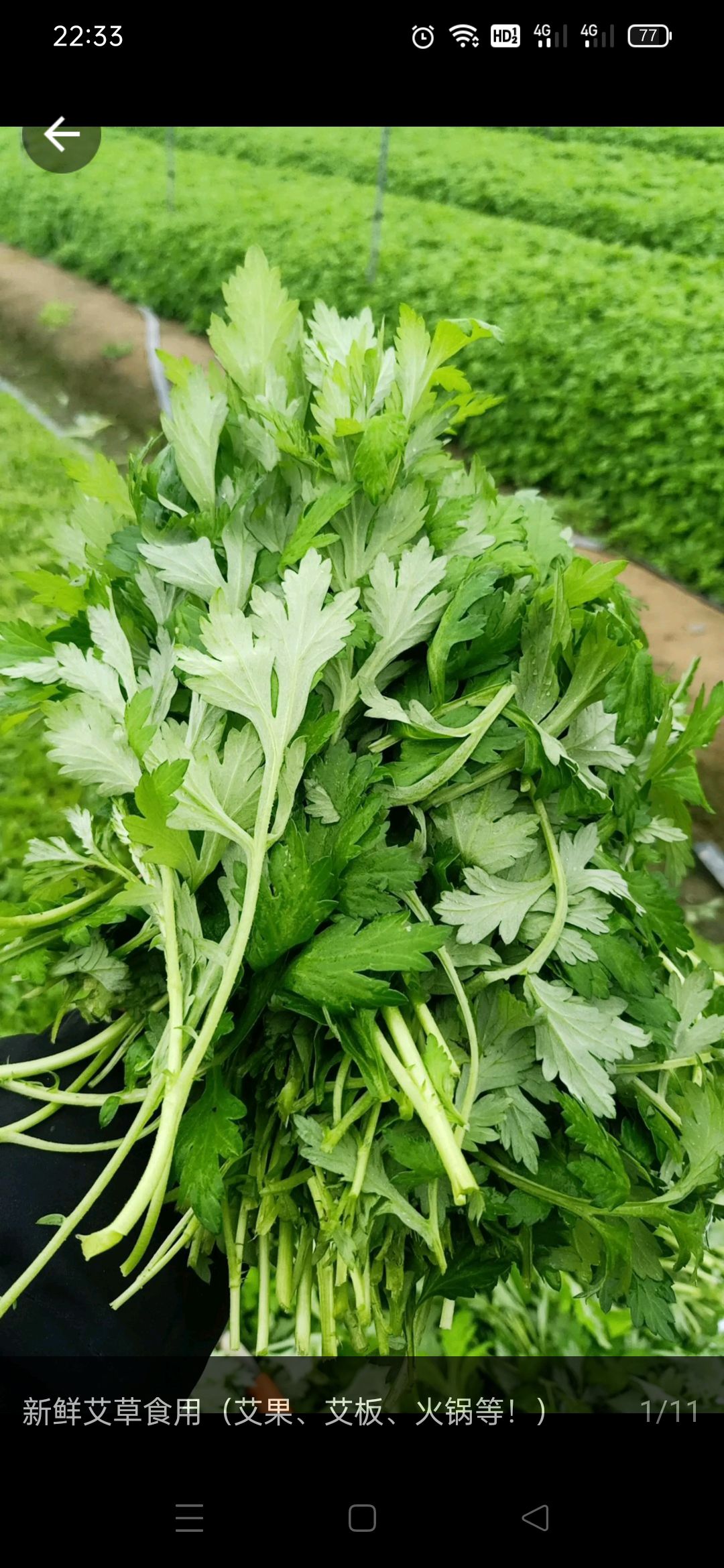 苦艾  新鲜艾草，新鲜艾叶、新鲜艾草叶！
