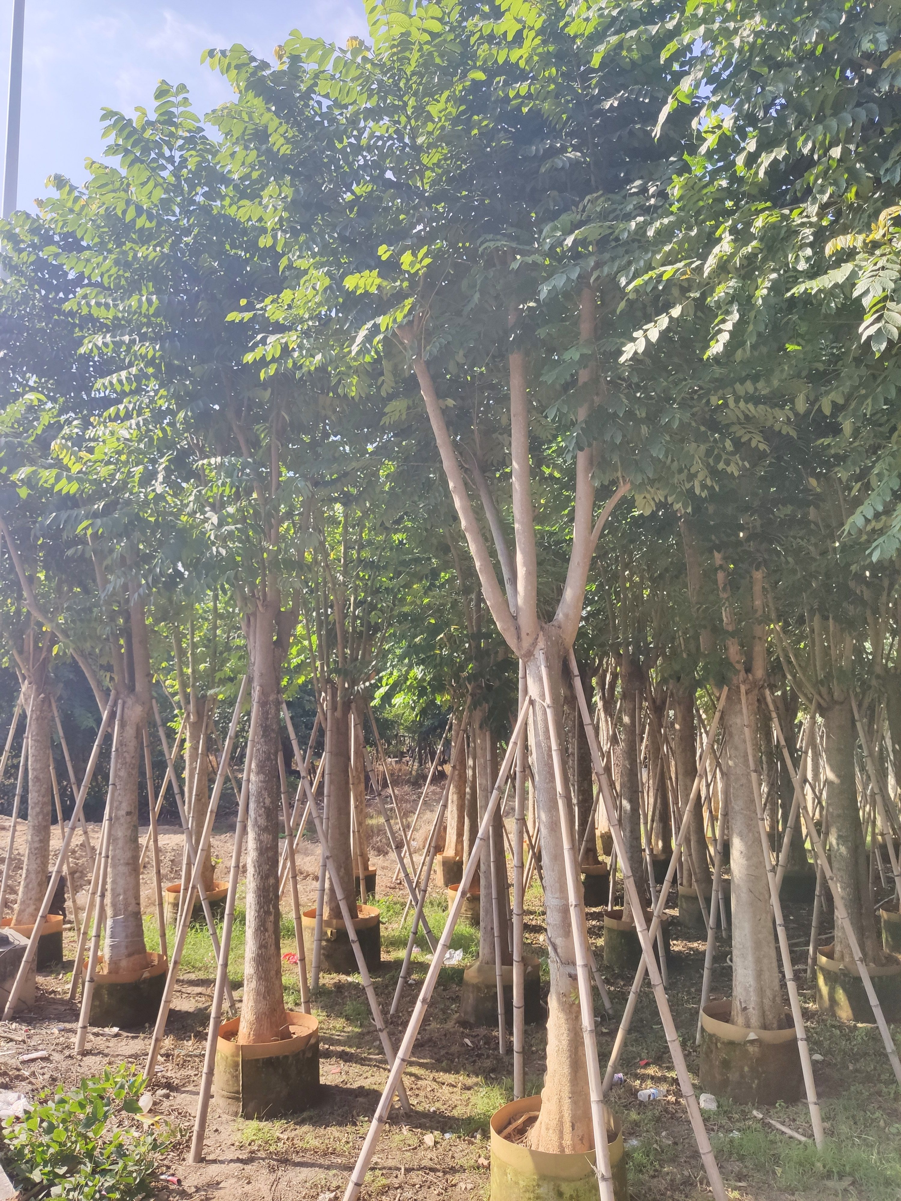  火焰木胸径10公分到30公分福建漳州苗木基地