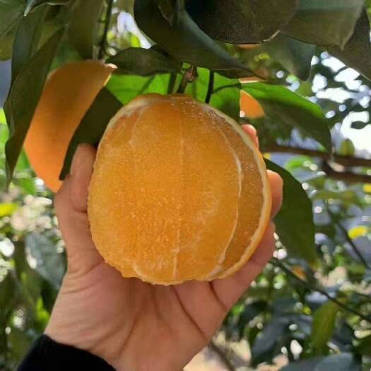 道县纽荷尔脐橙，新鲜脐橙上线啦，自家果园现摘现发，新鲜直达！