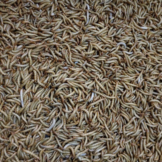 迁安市出售规格黄粉虫 干虫 以及种虫
