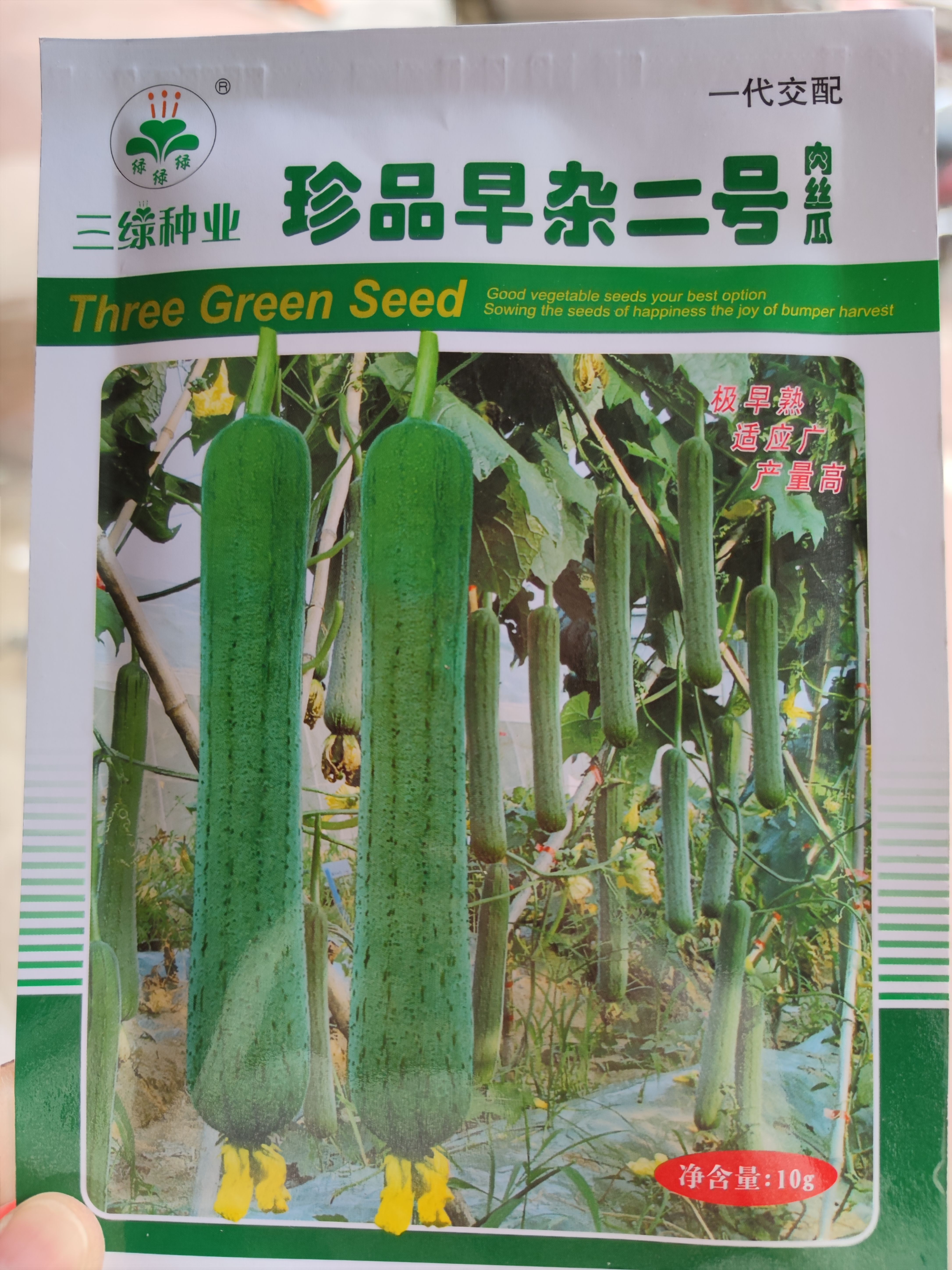 珍品早杂一号肉丝瓜种子，瓜皮绿色微皱披瓜霜，肉白嫩味清甜。