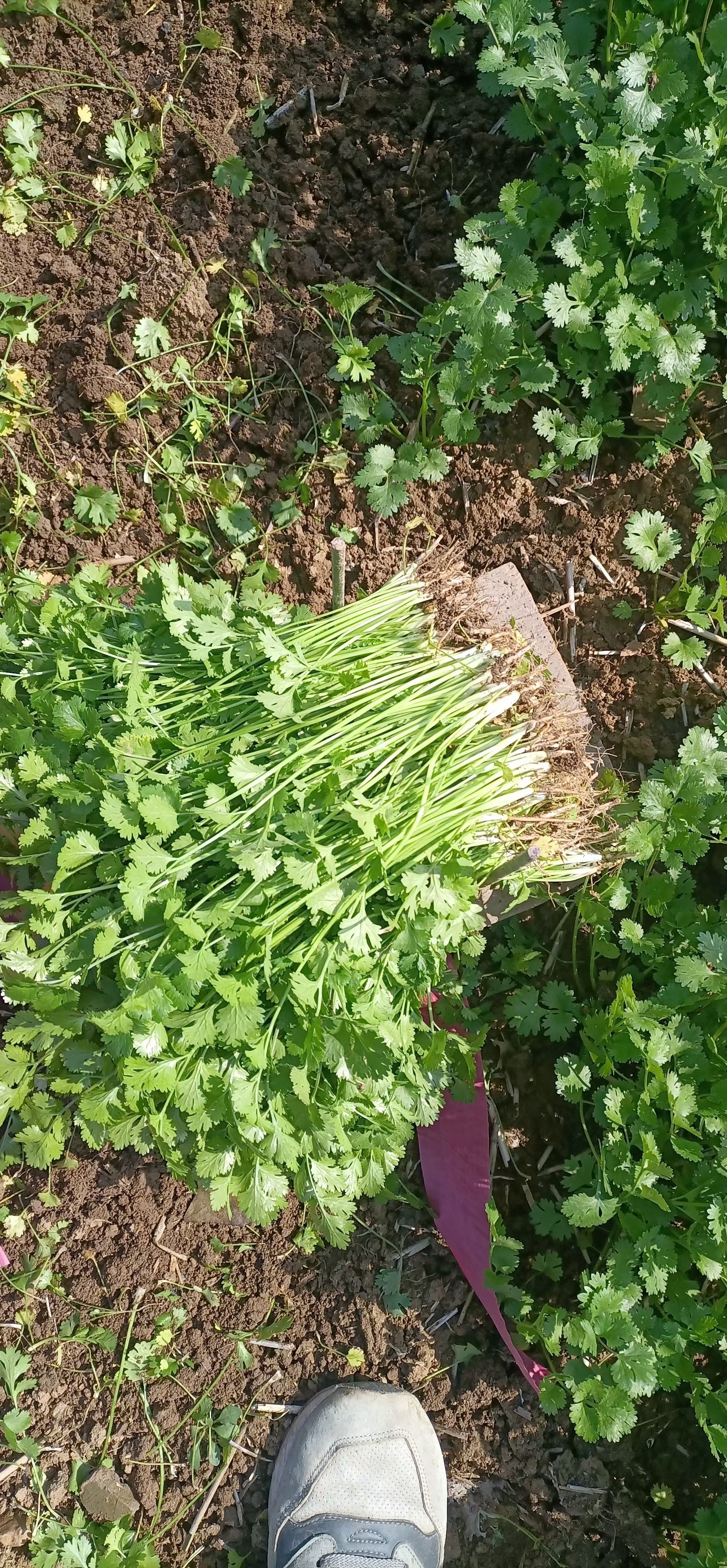 精品大叶香菜大量上市供应中，