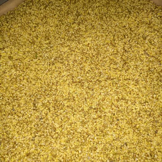 全州县桂花瓣 大量一级新鲜干桂花