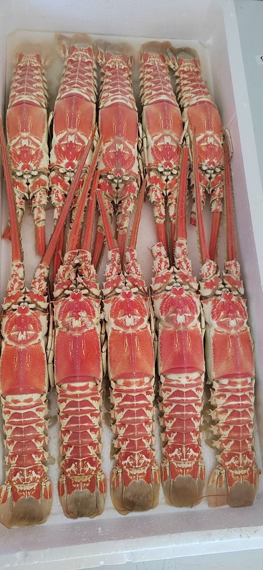 中国龙虾 深海大龙虾，大小规格实惠，适合各类火锅餐厅，酒店餐