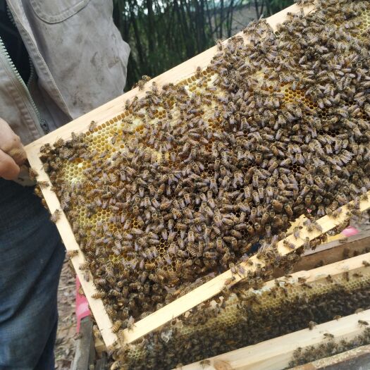 简阳市中华蜜蜂 50箱左右一箱3脾需要自提