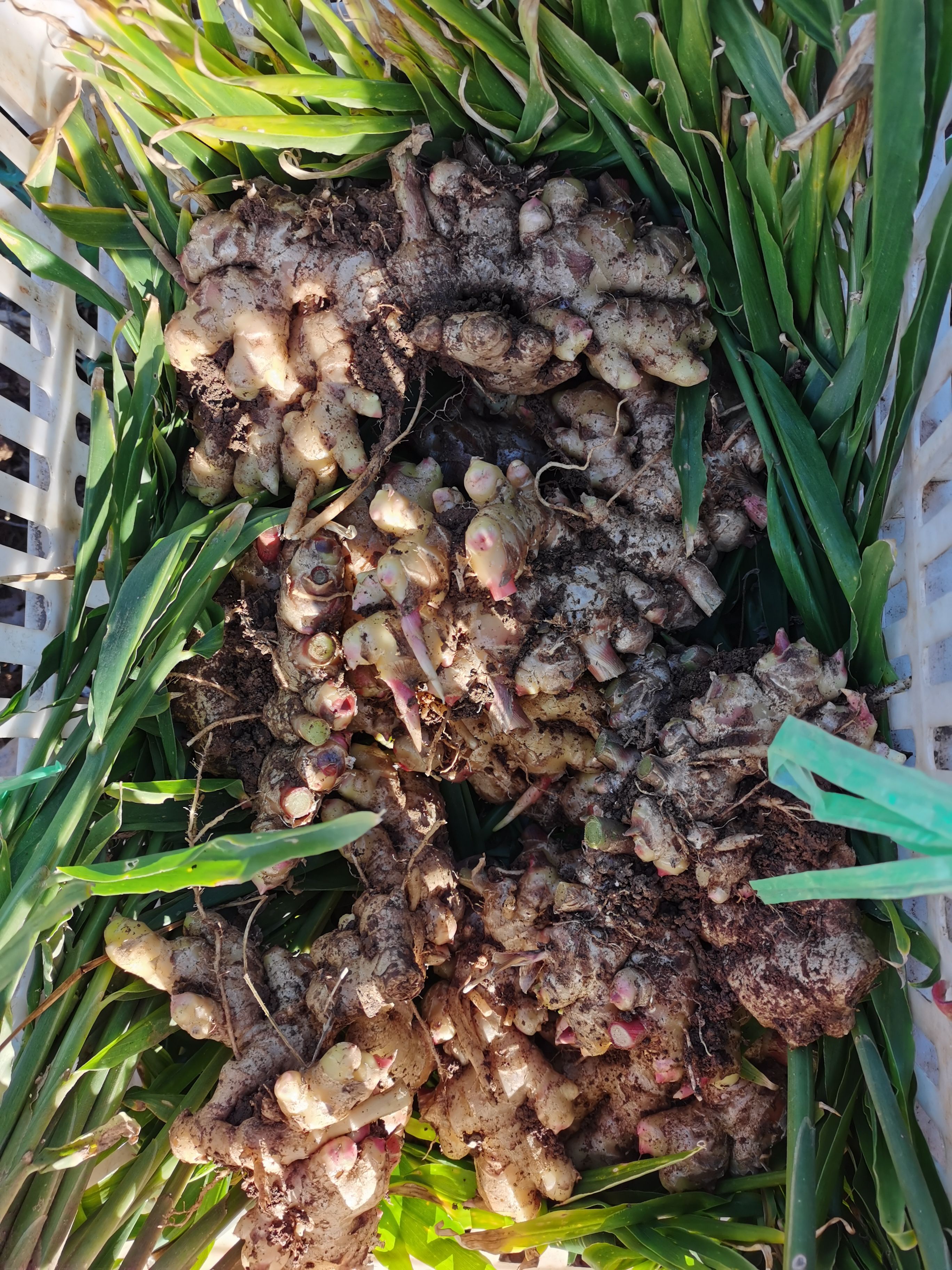  云南高原生姜，老姜，新鲜，高品质，生长周期达九个月。