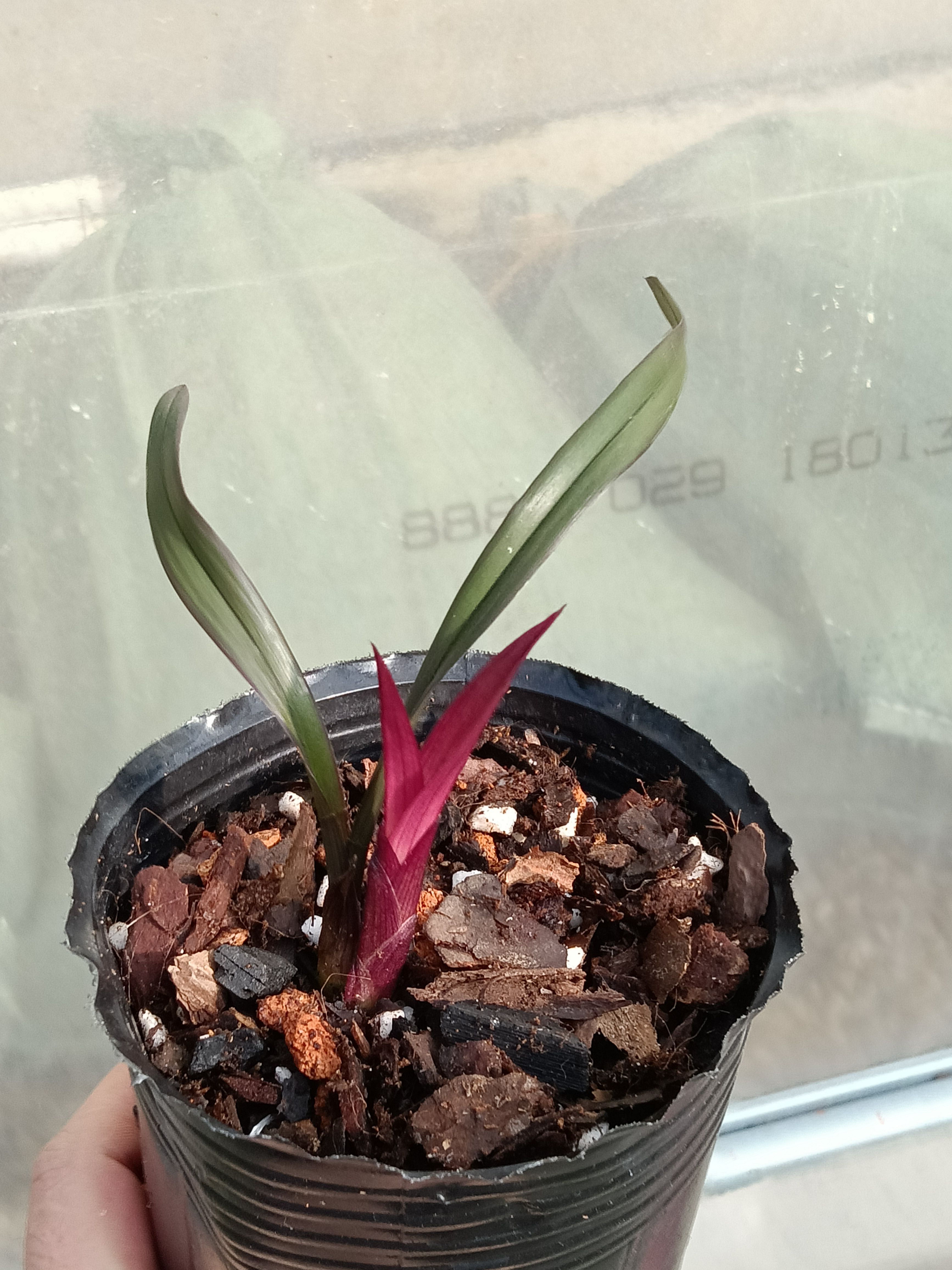 网红建兰红草红荷高档名贵迷你小苗绿植盆栽室内阳台浓香红花易养
