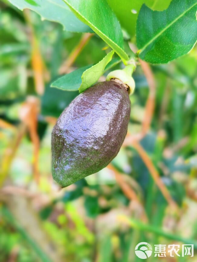 无籽香水柠檬一级果 奶茶店专用柠檬