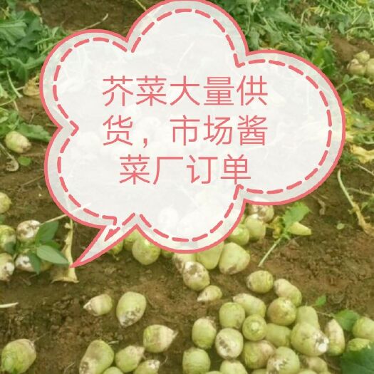 滕州市光头芥菜  芥菜头大量供货