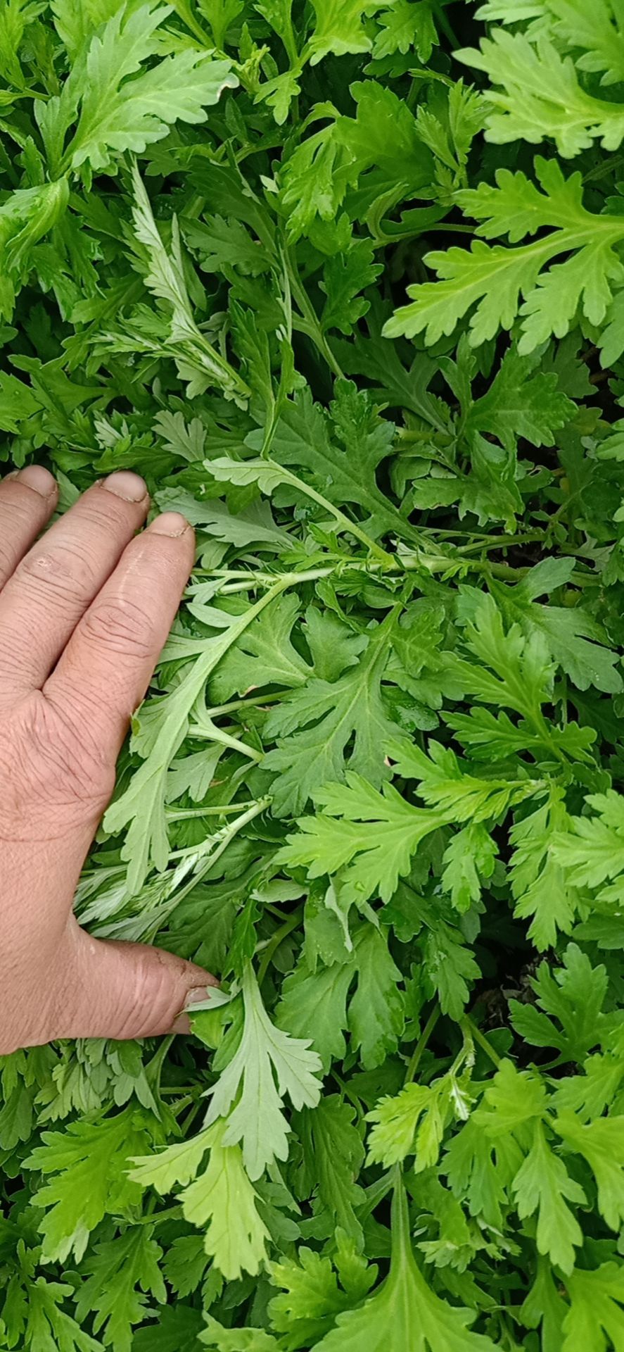 苦艾  新鲜艾草，新鲜艾叶、新鲜艾草叶！