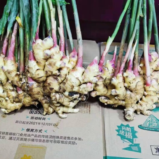 德化县德化小黄姜