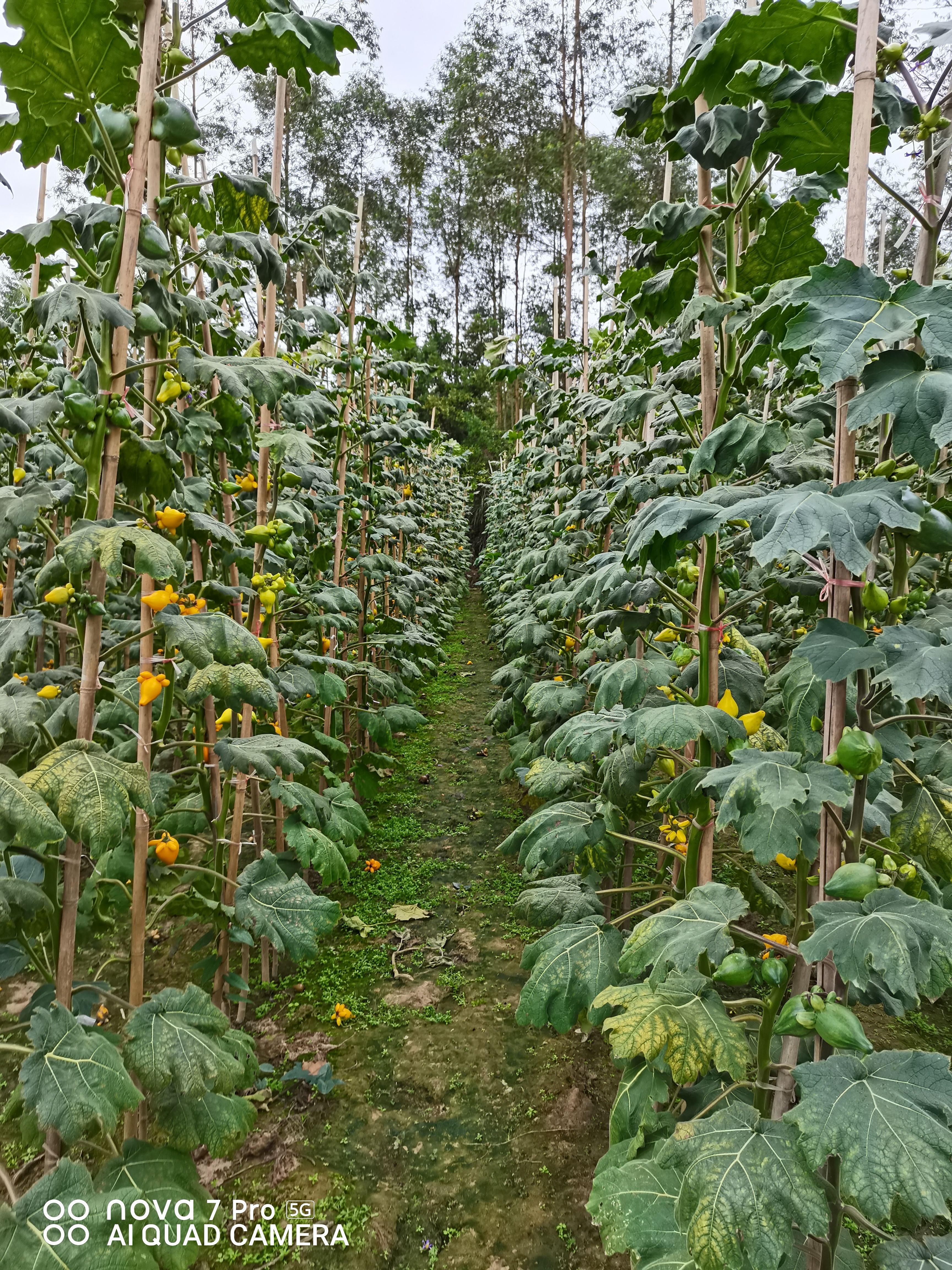果树盆景 五代同堂黄金果即将上市，欢迎订购