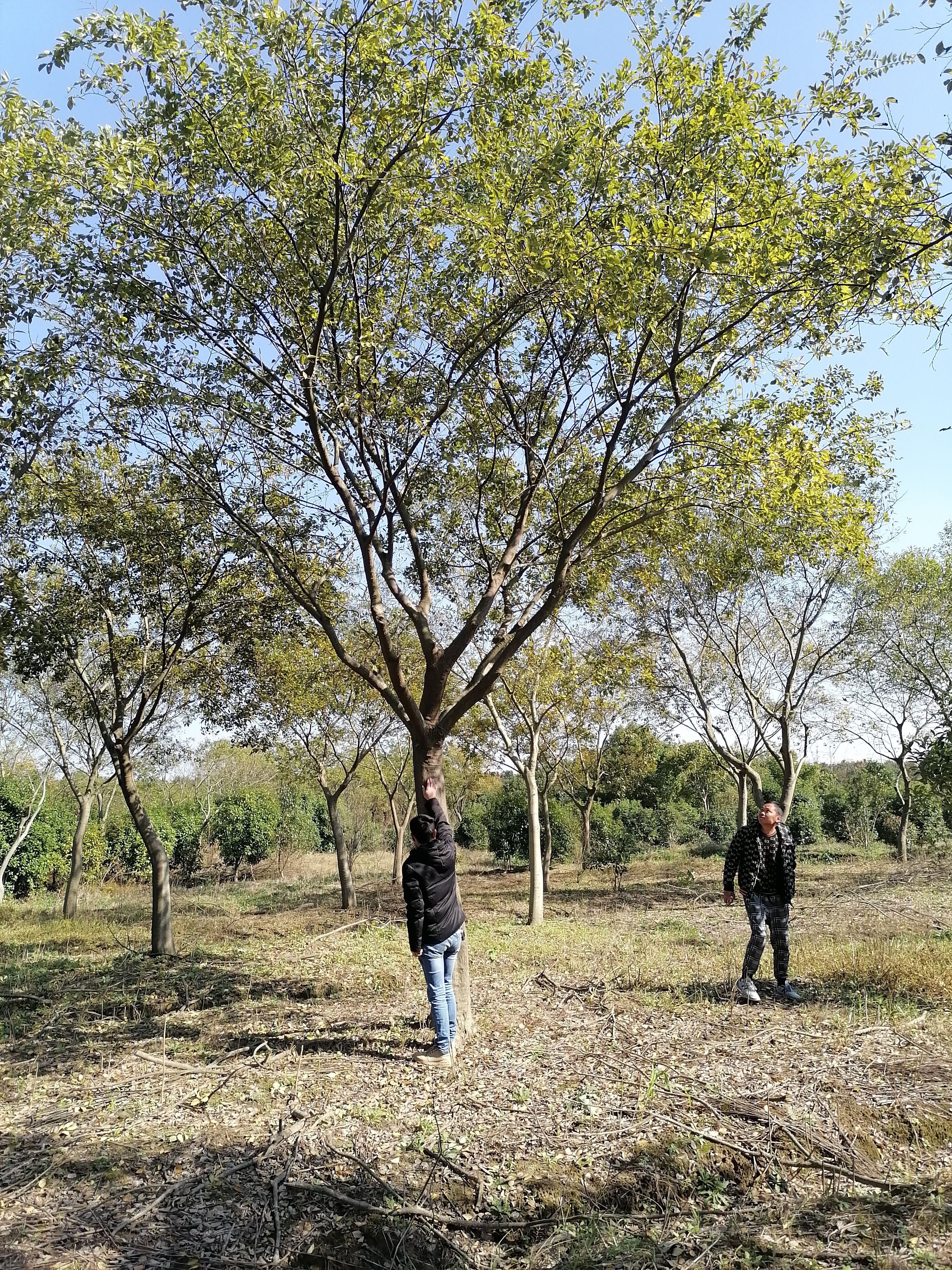 朴树25公分价格，朴树基地，朴树产地