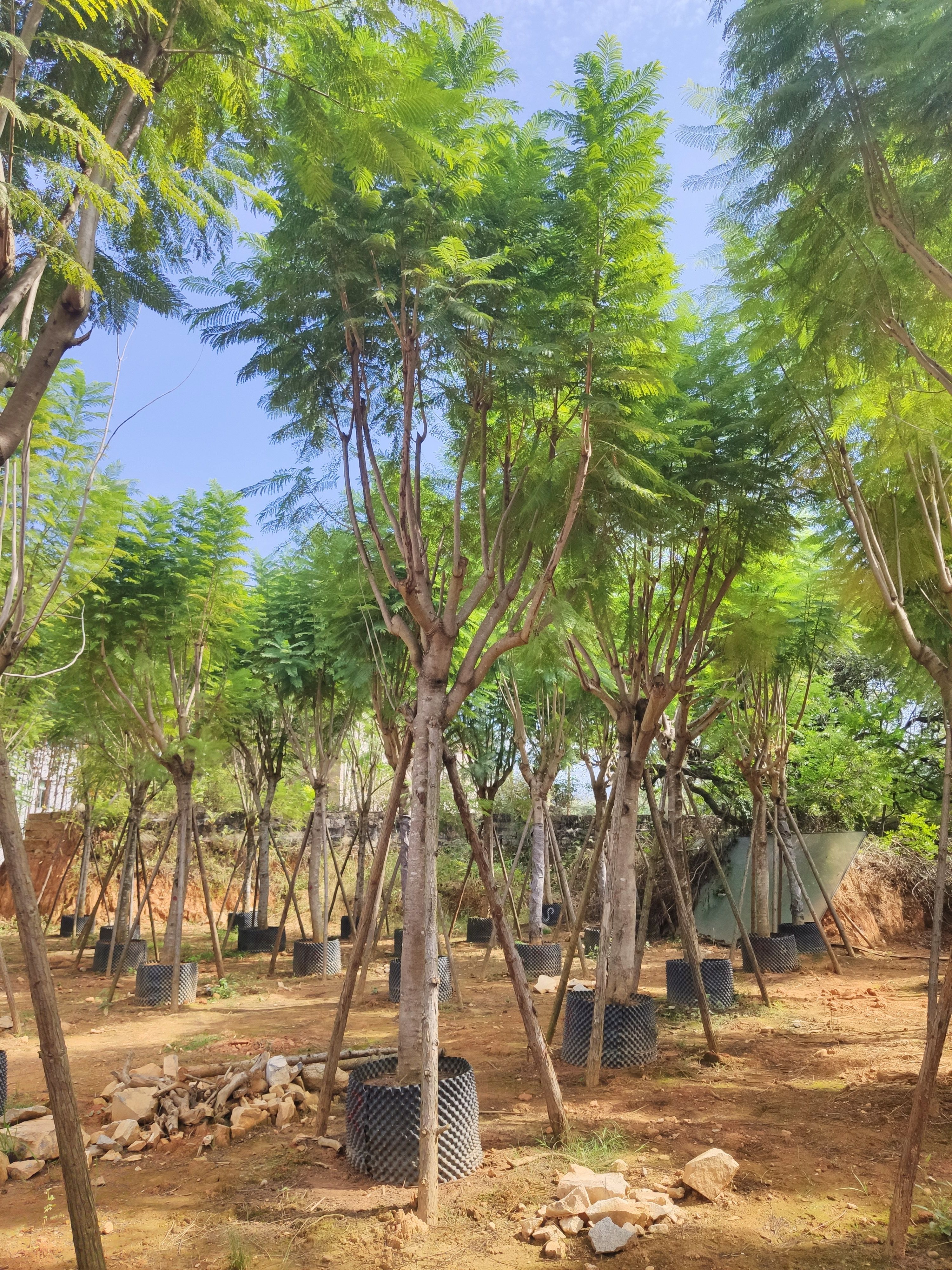 蓝花楹米径10公分到30公分福建漳州苗木基地