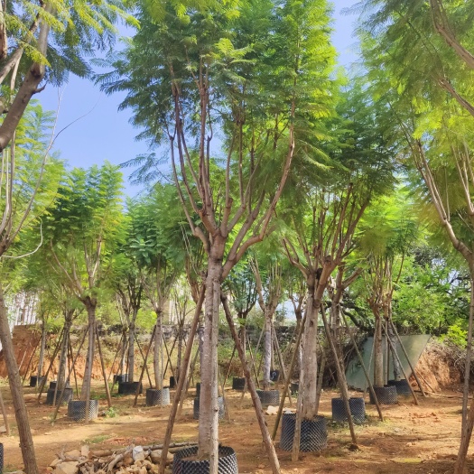 漳浦县蓝花楹米径10公分到30公分福建漳州苗木基地