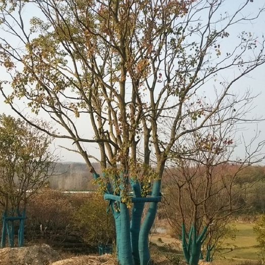 丛生乌桕30--150公分，大量处理各种规格丛生乌桕处理