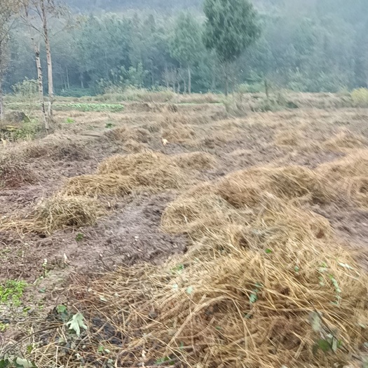 旱地 出租 5~10年 100~500亩可合作种植