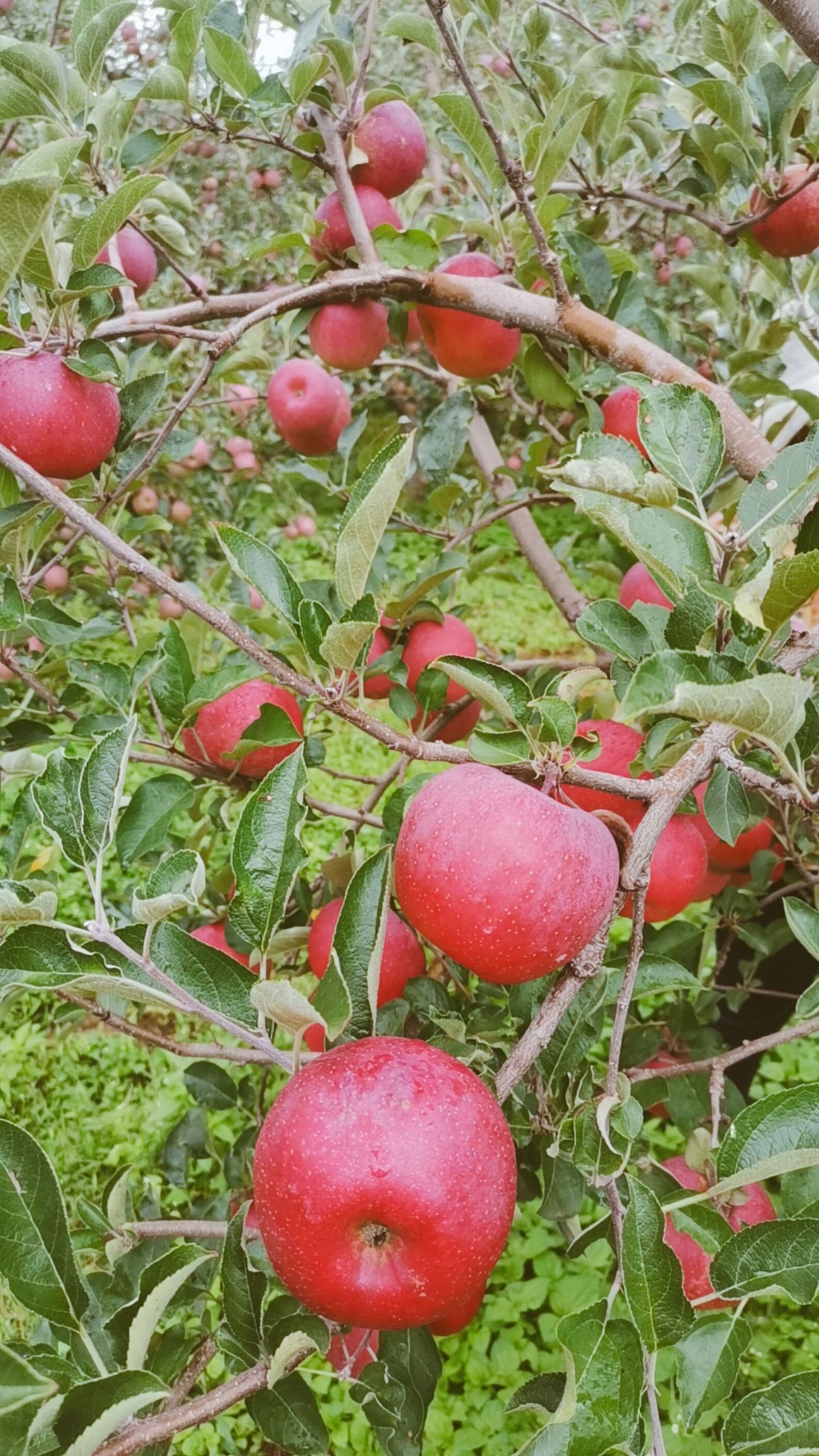 红富士苹果  大凉山盐源糖心苹果