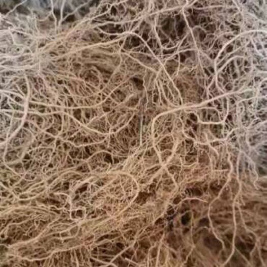 蒙阴县紫花丹参 徐长卿丹参