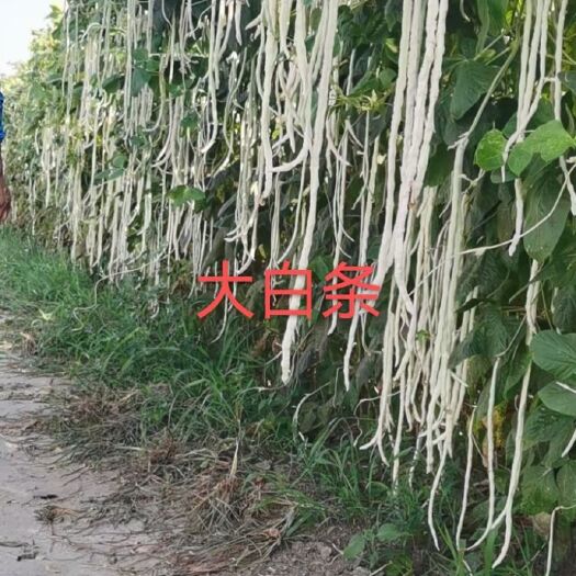 法库县豆角种子 育种基地出售大白条豇豆种子