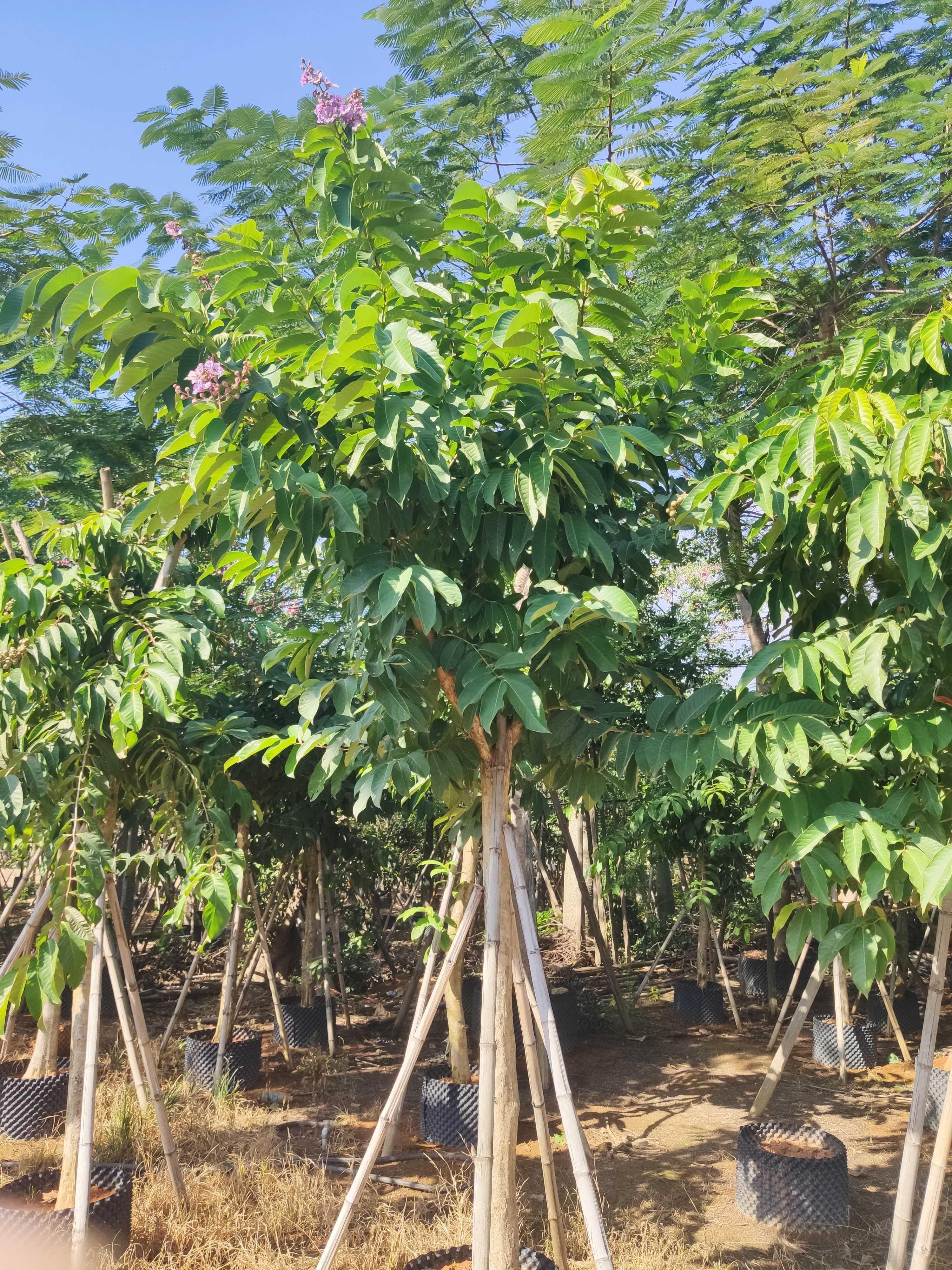 大花紫薇  大叶紫薇