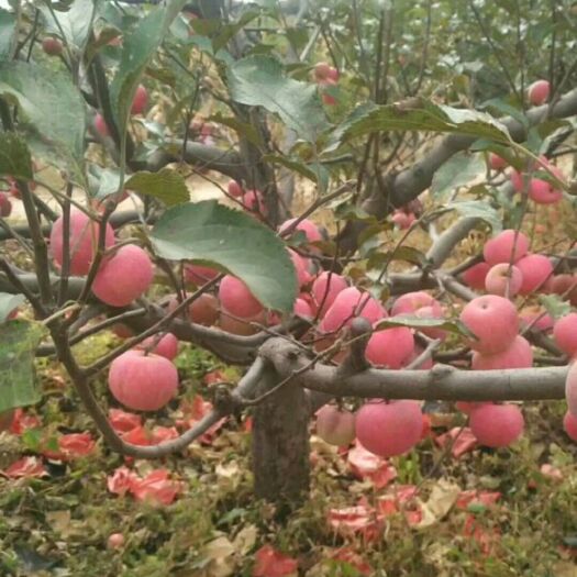 国光苹果 诚意合作自产自销，大量出售，经济实惠，果品口感、口味、品相皆