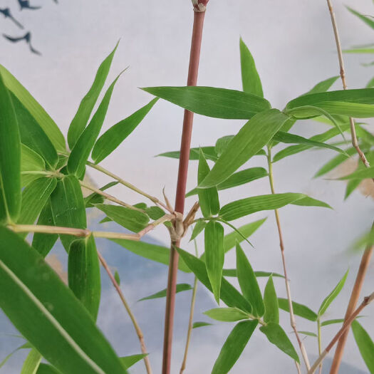 南靖县红杆观音竹室内绿植盆栽桌面盆景红观音竹苗书房竹子苗