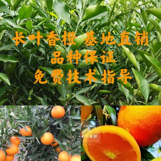 简阳市长叶香橙苗，超长续果，品种保证，基地现挖，全国包邮，