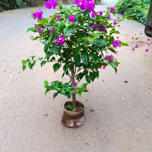 宜宾紫花三角梅 三角梅