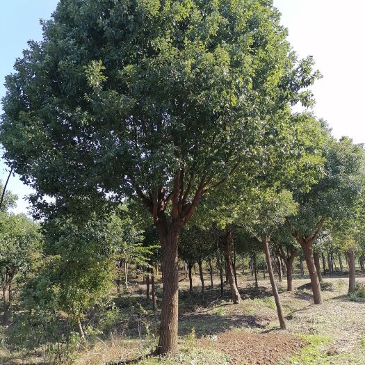 香樟 10--50公分大量低价出售