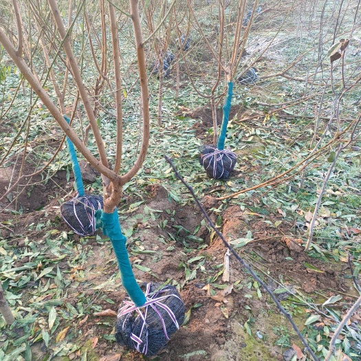 泰安桃树苗 3-4公分品种桃树起苗装车