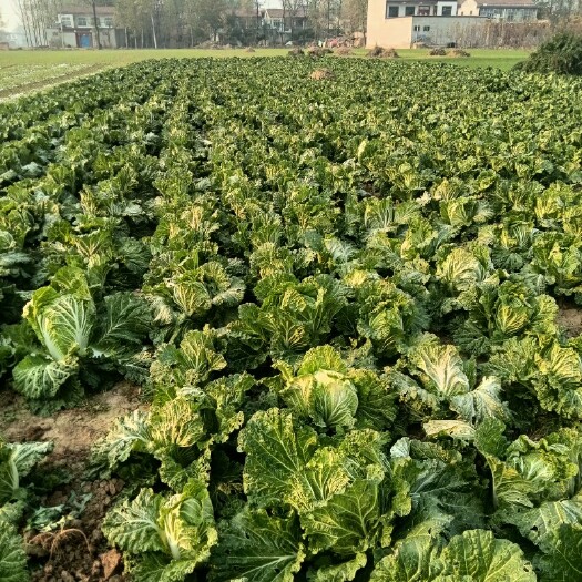 长子县精品义和秋大白菜