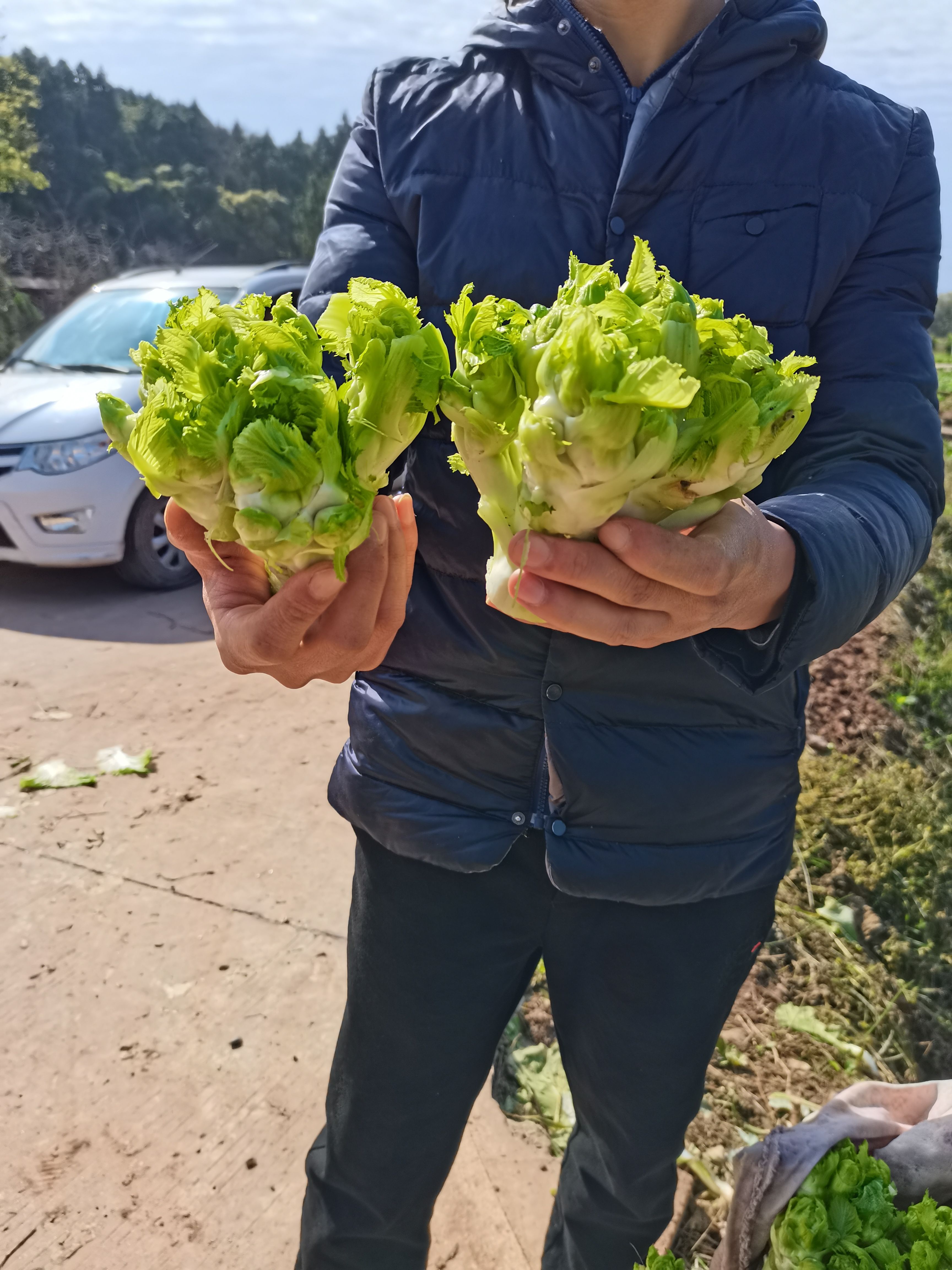 精品儿菜有货了，长期大量有货欢迎各位老板骚扰