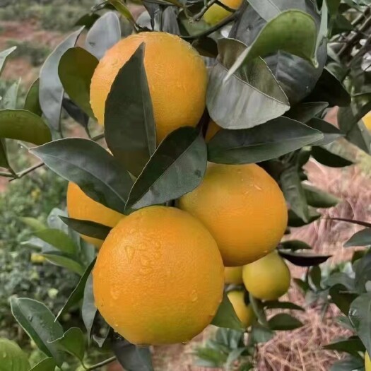  赣南脐橙