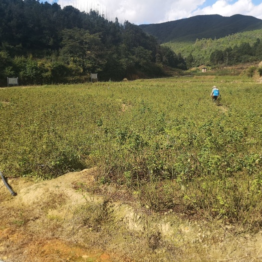 富民县水田  种植蔬菜，花卉土地出租，田平整，有水电