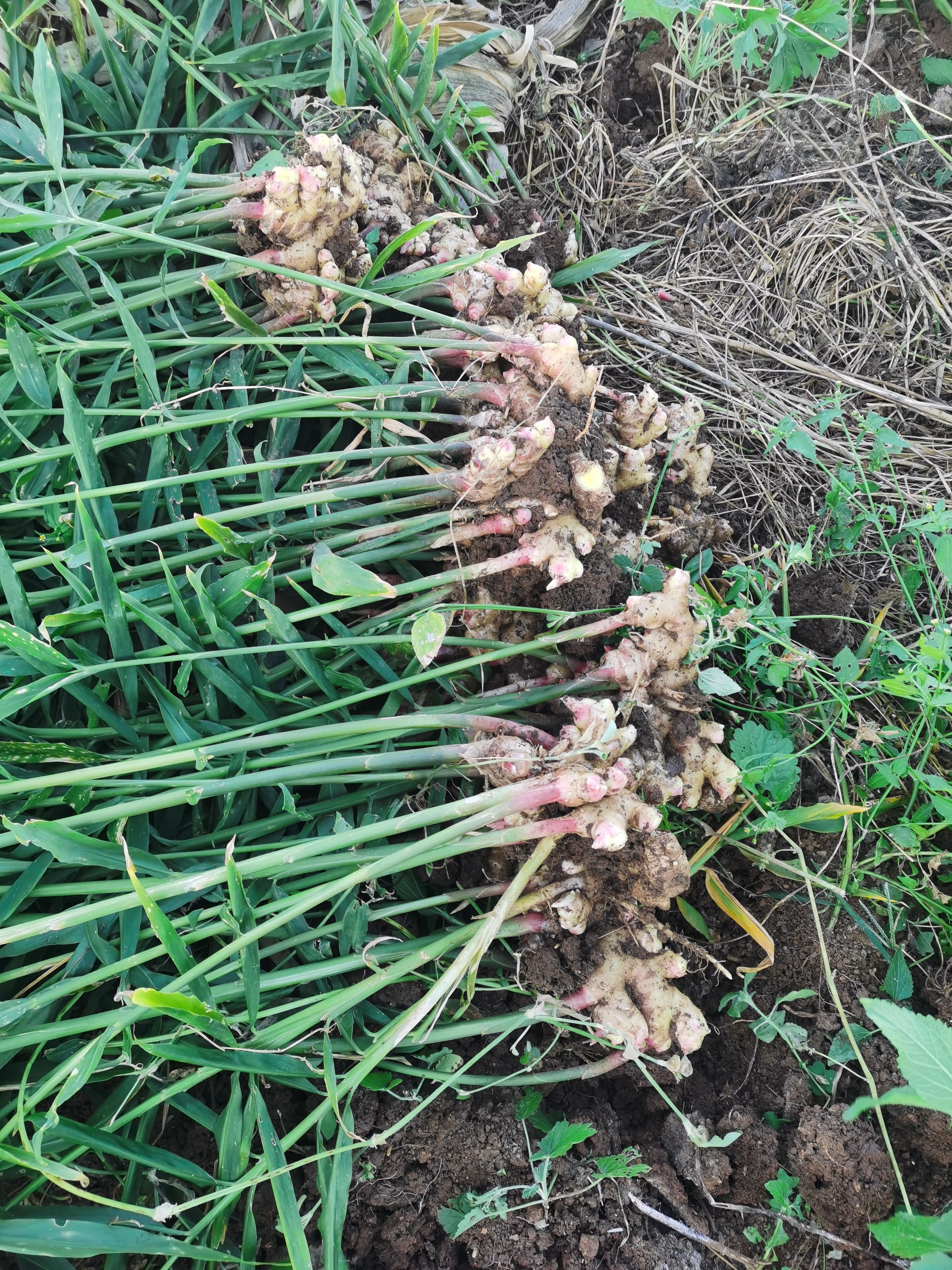  云南高原生姜，老姜，新鲜，高品质，生长周期达九个月。