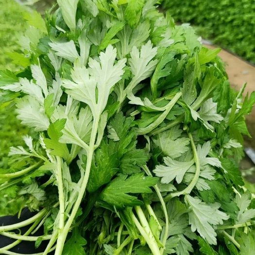 兴宁市新鲜艾叶、食用艾草叶！