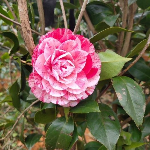 云霄县茶花树 五宝茶花