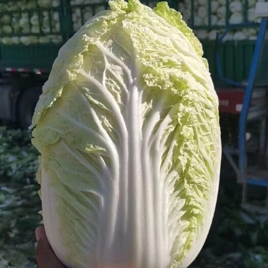三河市黄心大白菜 精品大棚玲珑黄