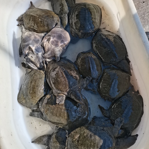 德清县清溪花鳖 甲鱼